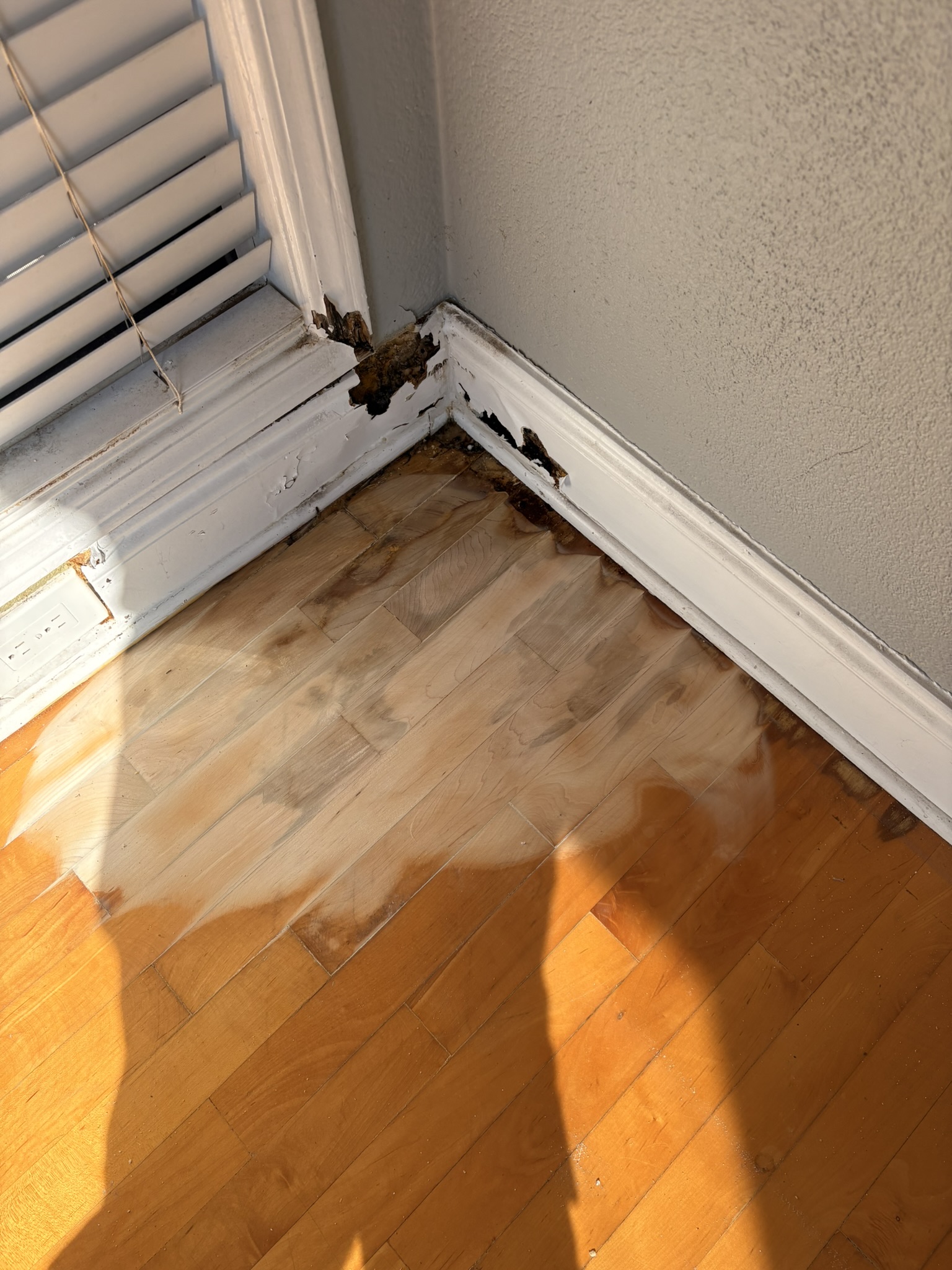 water damaged maple floors